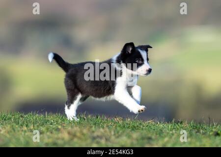 Acht Wochen alte Border Collie Welpen spielen im Feld. North Yorkshire, Großbritannien. Stockfoto