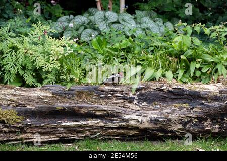 Toller Specht mit rotem Kopf auf einem umgestürzten Baum in einem englischen Landgarten Stockfoto