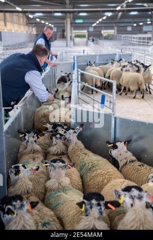 Bauern, die Schafe durch ein Rennen in einem landwirtschaftlichen Schuppen, Darlington, Großbritannien, sortieren. Stockfoto