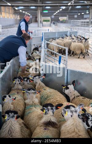 Bauern, die Schafe durch ein Rennen in einem landwirtschaftlichen Schuppen, Darlington, Großbritannien, sortieren. Stockfoto