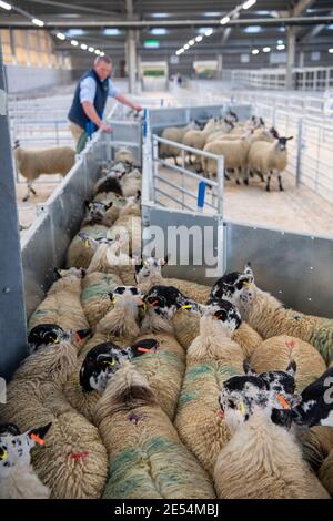 Bauern, die Schafe durch ein Rennen in einem landwirtschaftlichen Schuppen, Darlington, Großbritannien, sortieren. Stockfoto