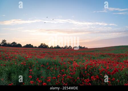 Englisch Mohnfeld voll leuchtend roten Mohnblumen und Blumen schön Sonnenuntergang Landschaft Himmel Vögel Abend Wolken Dämmerung Sonnenaufgang lila blau sonnenaufgang, landschaftlich Stockfoto