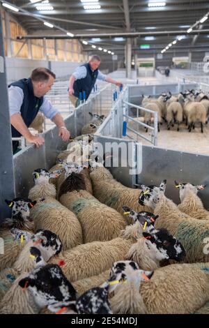 Bauern, die Schafe durch ein Rennen in einem landwirtschaftlichen Schuppen, Darlington, Großbritannien, sortieren. Stockfoto