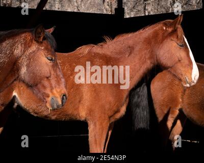 Anglo-arabische und andalusische Pferde sonnenbaden in ihrem Paddock. Stockfoto