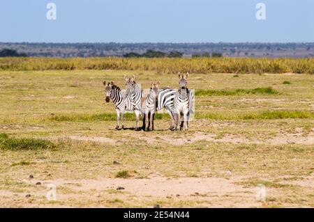 Herden von Zebra mit Blick auf die Kamera im Grasland von Tsavo East Park in Kenay Stockfoto