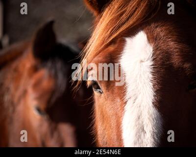 Horizontale Aufnahme von anglo-arabischen und andalusischen Pferden beim Betragen der Kamera. Stockfoto