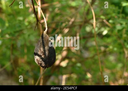 Verwelkend Finger Limette Frucht auf Zweig im Garten Stockfoto