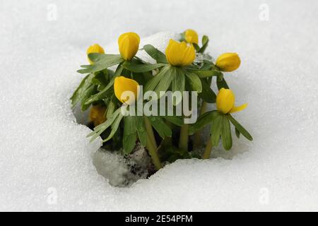 Winterakoniten (Eranthis hyemalis) in einem schneebedeckten Garten, Eastcombe, Gloucestershire, England, Großbritannien Stockfoto