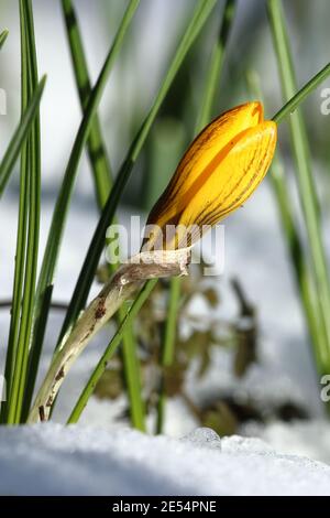 Crocus fuscotinctus Stockfoto
