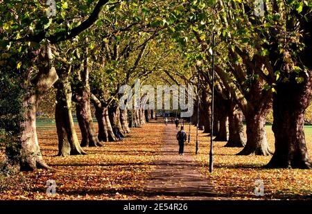 Tree Avenue, baumgesäumter Weg durch einen Park Stockfoto