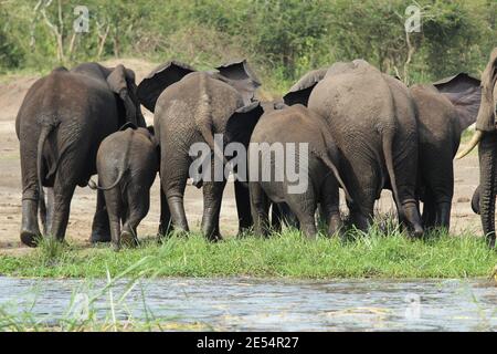 Eine Herde Elefanten kämpfen um den Weltraum, während sie gehen In einer Linie am Ufer des Kazinga-Kanals Im Queen Elizabeth National Park in Uganda Stockfoto