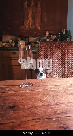 Nahaufnahme eines Glases Weißwein auf einem Holztisch, und dahinter, auf dem Stuhl sitzend, ein kleiner schwarz-weißer chihuahua Hund. Vertikaler Schnitt. Stockfoto