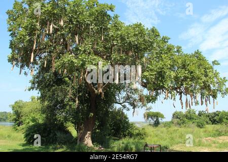 Ein Kigelia oder Wurstbaum und seine große Frucht in Der Murchison Falls National Park in Uganda Stockfoto