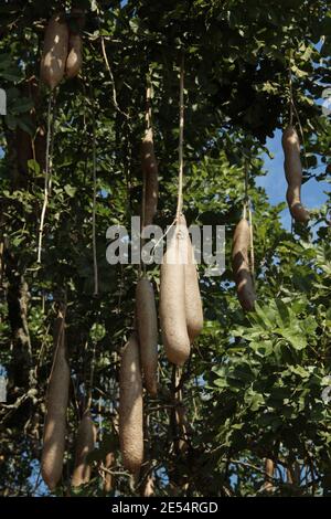 Ein Kigelia oder Wurstbaum und seine große Frucht in Der Murchison Falls National Park in Uganda Stockfoto