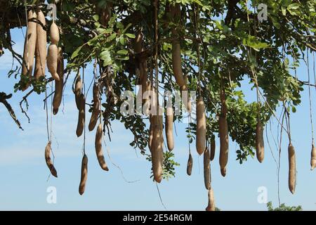 Ein Kigelia oder Wurstbaum und seine große Frucht in Der Murchison Falls National Park in Uganda Stockfoto