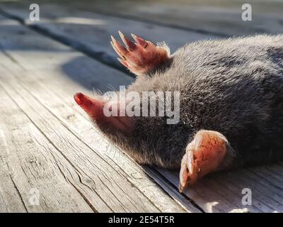 Nahaufnahme eines armen, kleinen Maulwurfs, der auf dem Rücken auf den Holzplanken einer Terrasse, Veranda oder Veranda in einem Landhaus schläft. Stockfoto