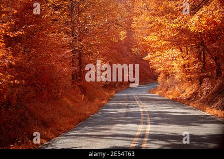 Staatsstraße 250 windet sich durch einen Wald außerhalb von Paris Crossing, IN. Aufgenommen mit 550 nm Infrarotlicht. Dies gibt dem Bild das Aussehen eines Herbsttages. Stockfoto