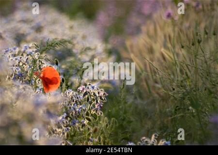 Ein Singmohn im Unkraut Stockfoto