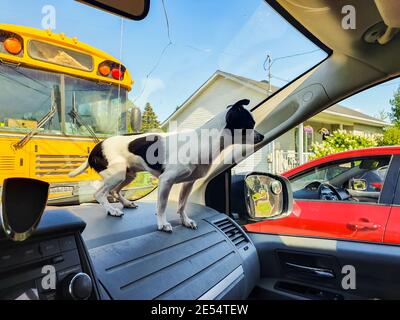 Nahaufnahme eines kleinen schwarz-weißen chihuahua Hundes, der auf dem Armaturenbrett eines Autos steht, das neben einem großen gelben Bus steht. Stockfoto