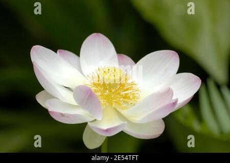 Blühendes Wasser Lilly Blumenwasser lilly Stockfoto