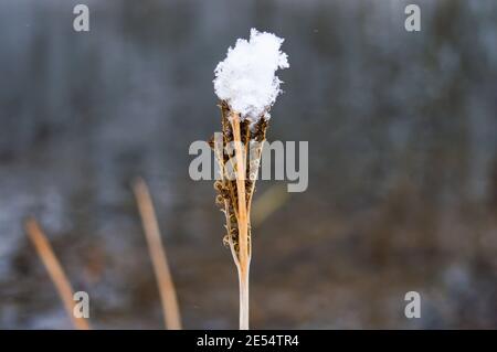 Nahaufnahme eines kleinen Strauch-Zweigs, der in der Wintersaison ausgetrocknet ist, mit einem kleinen Puppenstück auf Schnee, der auf seiner Spitze ruht. Winter in der Natur. Stockfoto