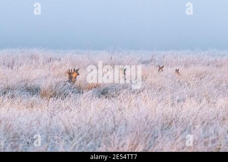 Roe Deer (Capreolus capreolus) in Milchgräsern bei Sonnenuntergang im Winter - Schottland, Großbritannien Stockfoto