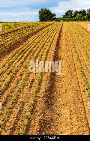 Riesiges Feld mit langen Reihen winziger junger Petersilienpflanzen. Ökologischer Landbau in Hessen, Deutschland Stockfoto