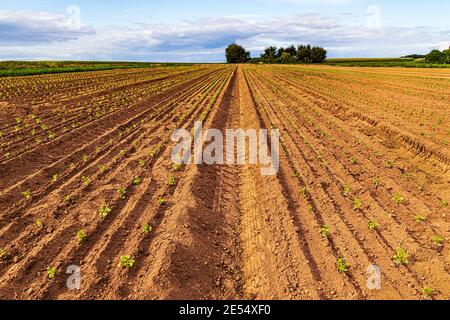 Riesiges Feld mit langen Reihen winziger junger Petersilienpflanzen. Ökologischer Landbau in Hessen, Deutschland Stockfoto