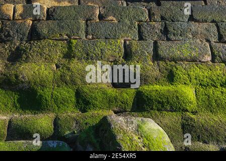 Moos auf der Steinmauer in der Nähe von Fort Sao Francisco Queijo (allgemein bekannt als Burg von Käse) in Nevogilde Zivilgemeinde von Porto, Portugal Stockfoto