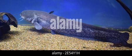 Gefährliche kosmpolitanische Süßwasser Raubfische Kanalwelse, Ictalurus punctatus, Ruhe auf Sandboden im Biotopaquarium, beliebte Aquakulturfarm Stockfoto
