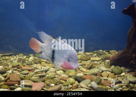 Vieja maculicauda (Blackbelt Cichlid). Interessante Aquarienfische. Fischzucht. Stockfoto