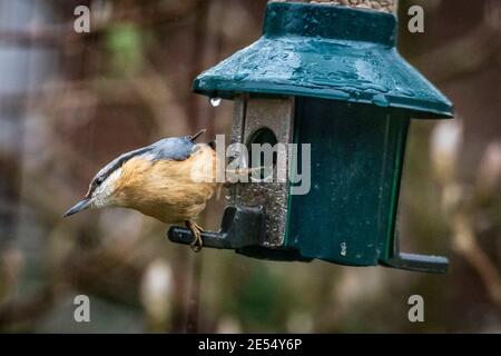 Nuthatch Vogel auf Futterhäuschen. Stockfoto