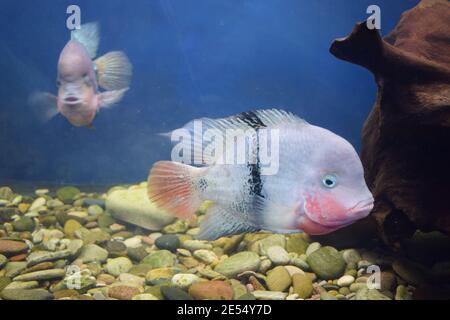 Vieja maculicauda (Blackbelt Cichlid). Interessante Aquarienfische. Fischzucht. Stockfoto