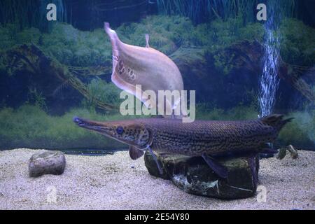 Fleckbarsch (Lepisosteus oculatus). Süßwasserfische. Stockfoto