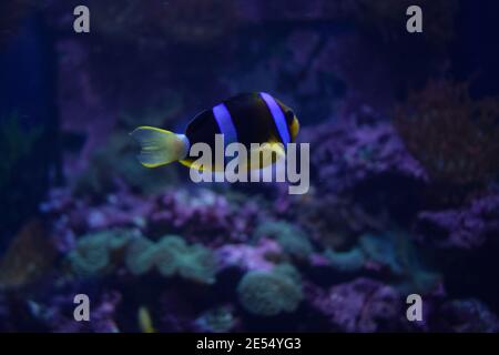 Aquariumfisch Schwarzer und weißer Fischclown (Amphiprion ocellaris). Clownfische oder Anemonefische sind Fische aus der Unterfamilie Amphiprioninae der Familie P Stockfoto