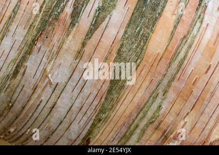 Nahaufnahme von Betula ermanii × pubescens (Silberbirke) Baumrindenmuster, UK Stockfoto