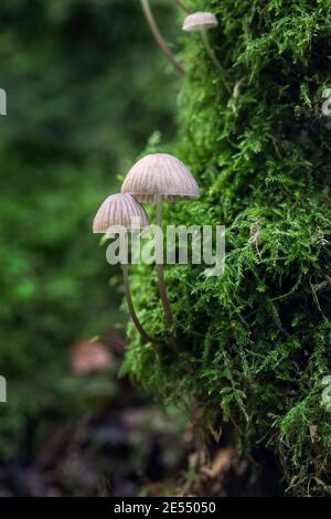 Nahaufnahme von Bonnet Pilzen, die auf einem moosigen Baum in Clanger Woods, Wiltshire, England, Großbritannien wachsen Stockfoto