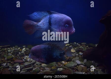 Vieja maculicauda (Blackbelt Cichlid). Interessante Aquarienfische. Fischzucht. Stockfoto