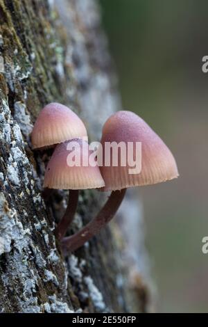 Nahaufnahme von Maybe Burgundydrop Bonnet Pilzen, die auf einem Baum in Clanger Woods, Wiltshire, England wachsen. Oktober Stockfoto