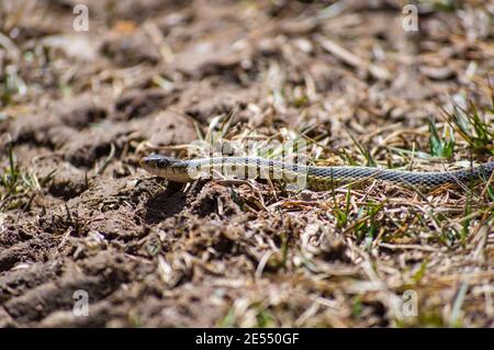 Sehr detailreiche Nahaufnahme einer kleinen Grasnatter, die die Umgebung beim ersten Hauch von Frühling nach einem langen Winter erkundet. Stockfoto