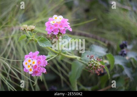 Rosa Lantana Blumen sind Arten von Verbena, auch bekannt als West-indische lantana, Gelber Salbei, spanische Flagge, Umbelanterna, es ist botanischen Namen ist Lantan Stockfoto