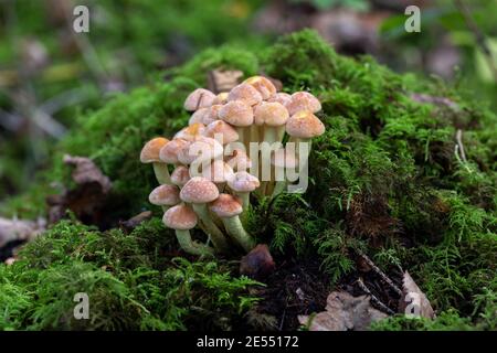 Klumpen von Wildpilzen / Pilzen (wahrscheinlich Schwefeltuft – Hypholoma fasciculare), die im Oktober auf Moos in Clanger Woods Wiltshire, England, Großbritannien, wachsen. Stockfoto