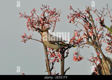 Wachsflügel' Bombycilla garrulus' Fütterung von Beeren eines Ebereschen-Baumes in einem Wohngebiet in Somerset. Ein Wintergast. VEREINIGTES KÖNIGREICH Stockfoto