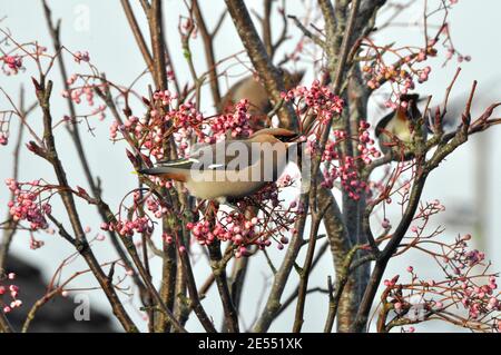 Wachsflügel' Bombycilla garrulus' Fütterung von Beeren eines Ebereschen-Baumes in einem Wohngebiet in Somerset. Ein Wintergast. VEREINIGTES KÖNIGREICH Stockfoto