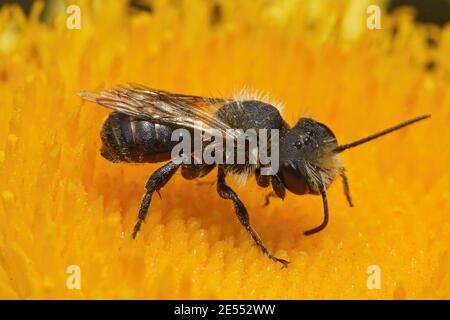 Nahaufnahme eines abgenutzten Männchens der großköpfigen Resin Bee. Stockfoto