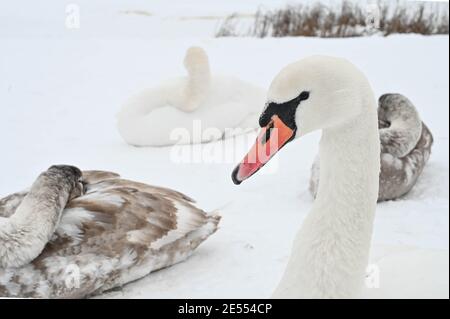 Wunderschöne Schwanenvögel, die auf Schnee in der Nähe des gefrorenen Daugava-Flusses liegen. Winter Natur in Lettland. Stockfoto