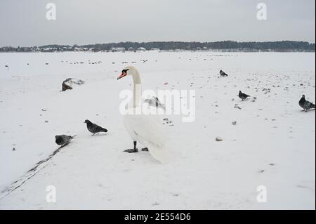 Schöner Schwanenvogel und Tauben auf Schnee in der Nähe des gefrorenen Daugava Flusses. Winter Natur in Lettland. Stockfoto