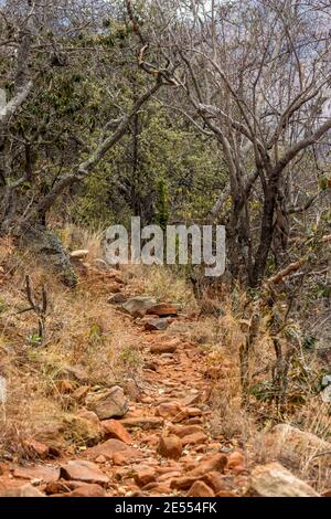 Ein felsiger Pfad, der sich während der Trockenzeit durch den dichten Wald auf den steilen Klippen des Blydepoort Canyon, Südafrika, schlängelt Stockfoto