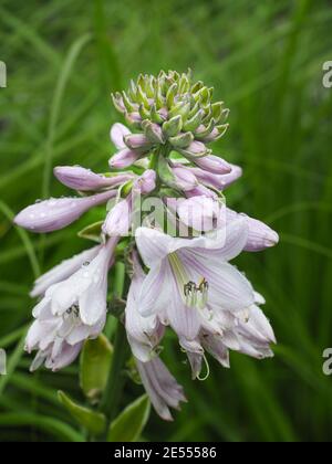 Nahaufnahme der Hosta Sieboldiana Blume mit Regentropfen. Wegerich Lilie, Giboshi. Stockfoto