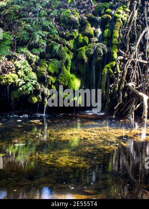 Eine moosbedeckte Tuffsteinlagerstätte, die einen kleinen Wasserfall im Kadishi River, Blyde River Canyon, Südafrika, bildet Stockfoto